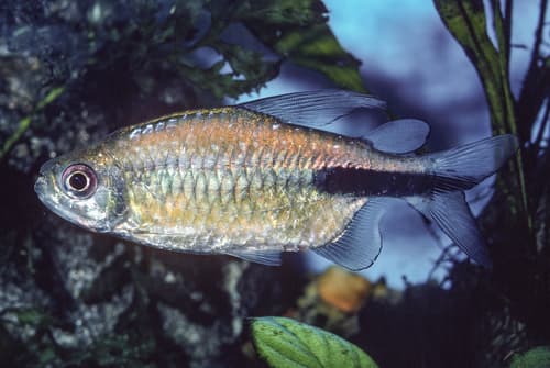 False Astyanax Tetra