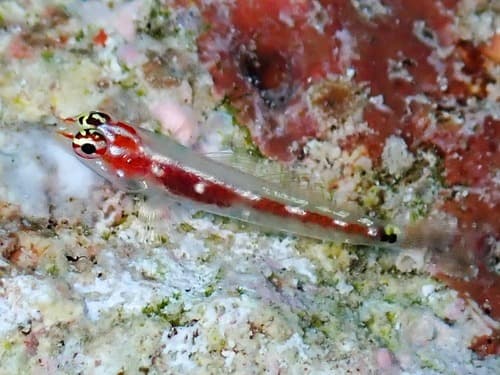 False-comet Dwarfgoby