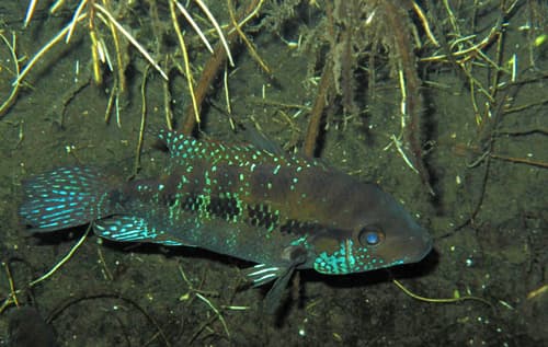False Firemouth Cichlid
