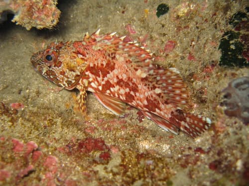 False Kelpfish
