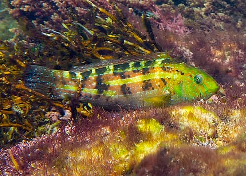 False Senator Wrasse