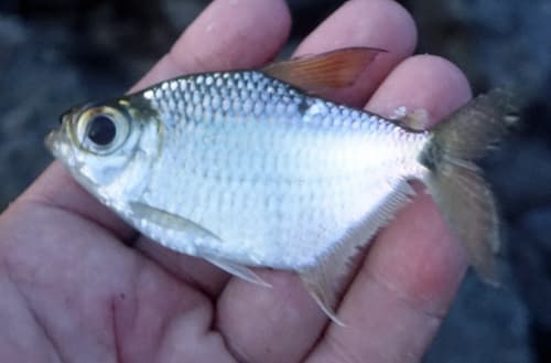 False Silver Tetra
