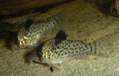 False Spotted Catfish