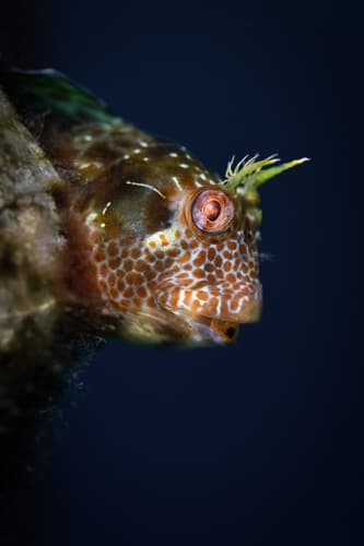 False Tasmanian Blenny