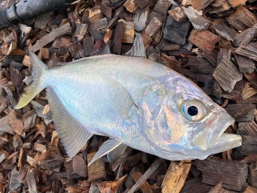 False Trevally