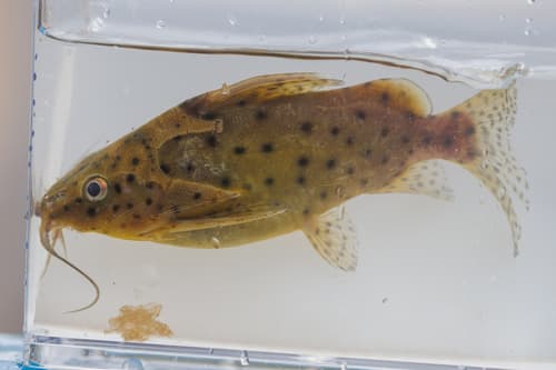 False Upside-down Catfish