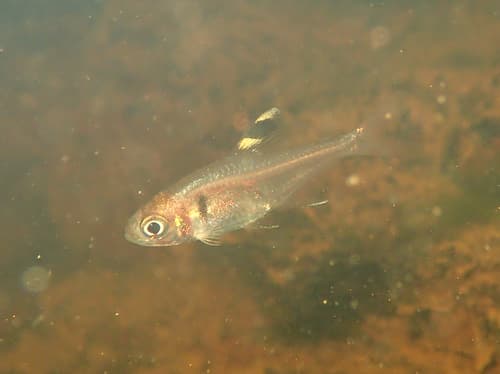 False X-ray Tetra