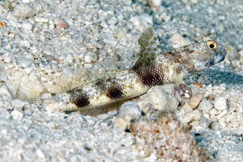 Fan Shrimpgoby