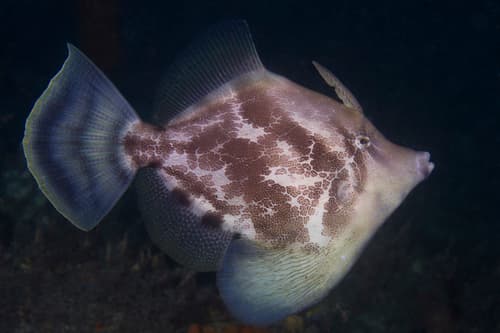 Fanbelly Leatherjacket