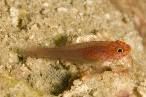 Fang's Dwarfgoby