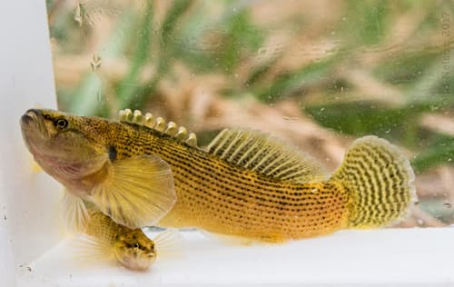 Fantail Darter