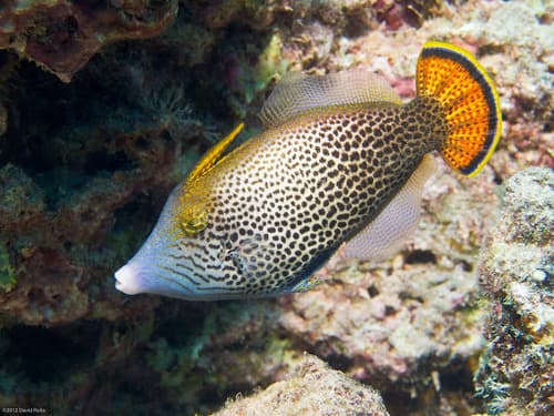 Fantail Filefish