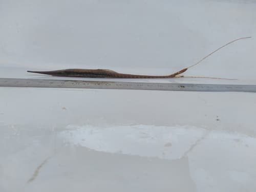 Paraguayan Twig Catfish
