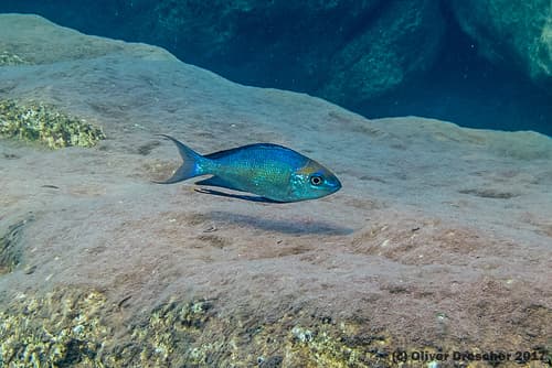 Featherfin Cichlid