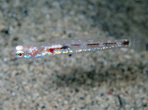 Ferrer's Goby