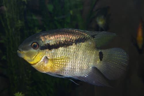 Festive Cichlid