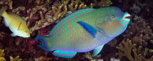 Festive Parrotfish