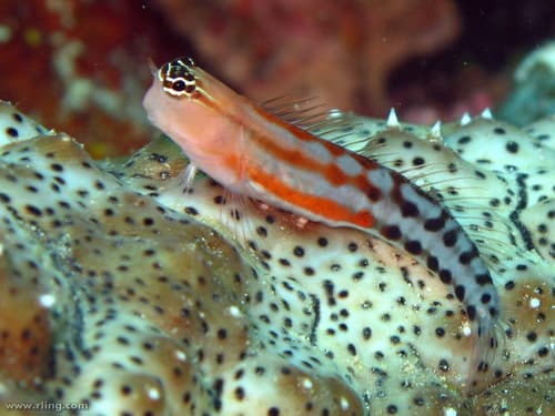 Fiji Clown Blenny