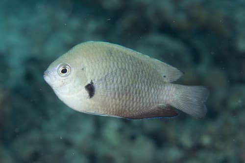 Fiji Damselfish