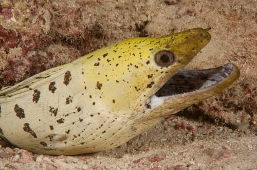 Fimbriated Moray