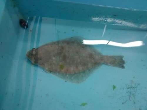 Fine Flounder