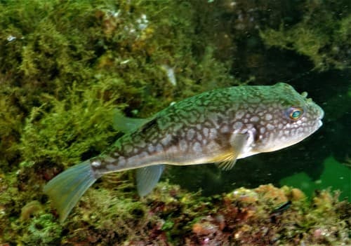 Fine-Patterned Puffer