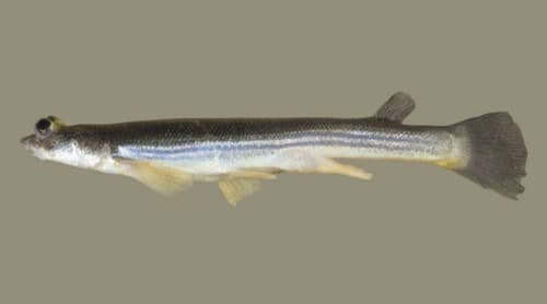 Finescale Four-eyed Fish