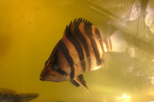 Finescale Tigerfish