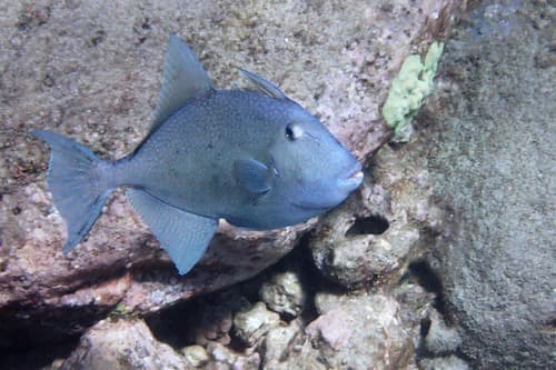 Finescale Triggerfish