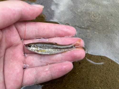 Finestreaked Gudgeon