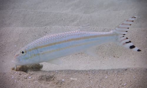 Finstripe Goatfish