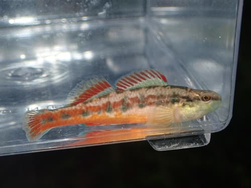 Firebelly Darter