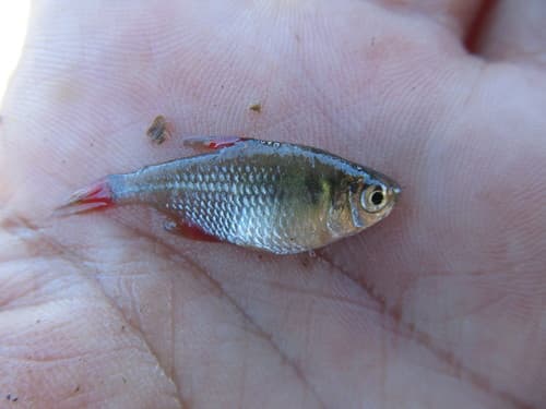 Firefin Tetra