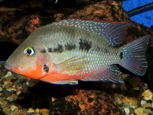 Firemouth Cichlid