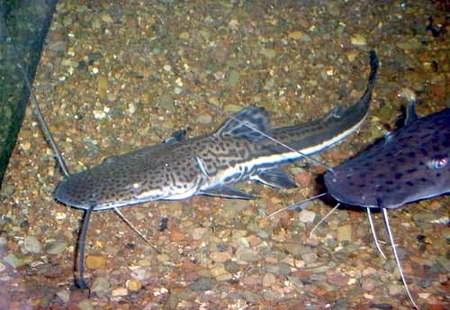 Firewood Catfish