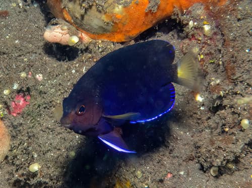 Fisher's Angelfish