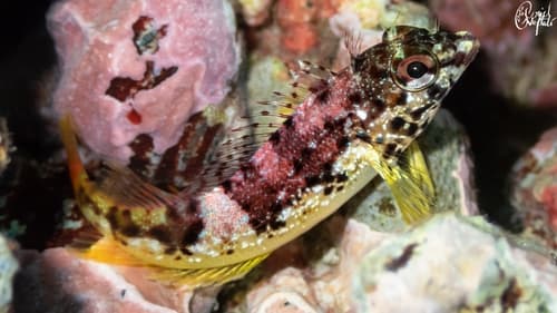 Fishgod Blenny
