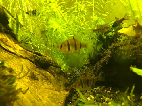 Five-banded Barb