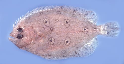 Five-eye Flounder