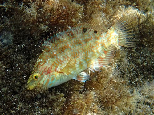 Five-spotted Wrasse