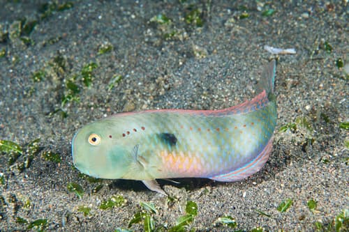 Fivefinger Razorfish