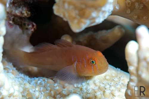 Fiveline Coralgoby