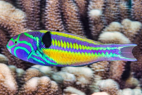 Fivestripe Wrasse