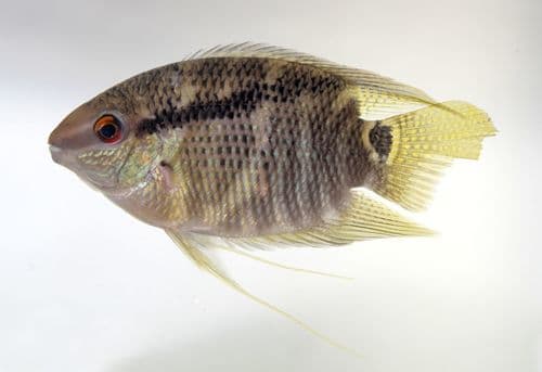 Flag Cichlid