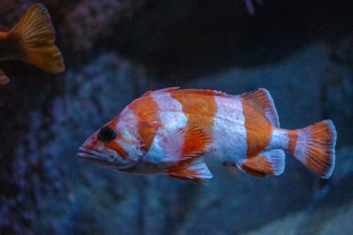 Flag Rockfish