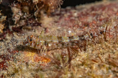 Flag Triplefin