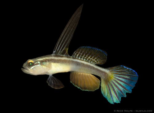 Flagfin Goby
