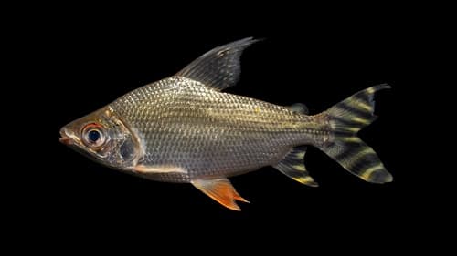 Flagtail Prochilodus