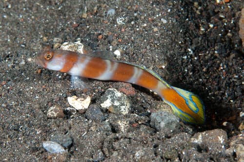 Flagtail Shrimpgoby