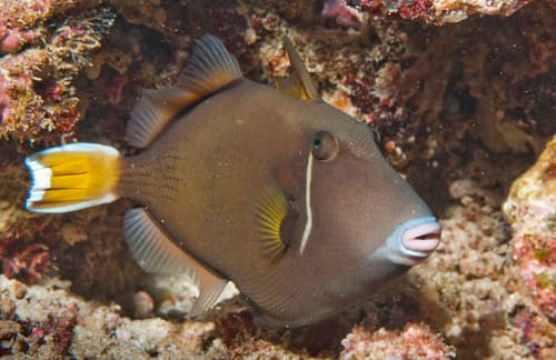 Flagtail Triggerfish